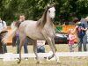 Gaja Valentina, “ARABIA-Polska” Arabian Horse Festival, Warsaw 2011, by Karol Rzeczycki
