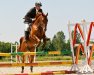 Galahad, Polish National Sport Championships & Int. Riding Championships 2012, by Karol Rzeczycki 