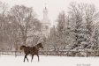 Winter in Chrcynno-Palace Stud, photo Karol Rzeczycki