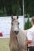 Psyche Kybele, „ARABIA-Polska” Arabian Horse Festival, Warszawa 2011, fot.: Urszula Sawicka