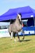 Chaos Uriel, 4th All-Polish Arabian Horse Championship Radom 2019, fot.: Patrycja Makowska
