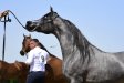 Echo Asteria, 4th All-Polish Arabian Horse Championship Radom 2019, fot.Patrycja Makowska