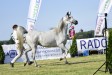 Echo Kasjopeja, 4th All-Polish Arabian Horse Championship Radom 2019, fot.Patrycja Makowska