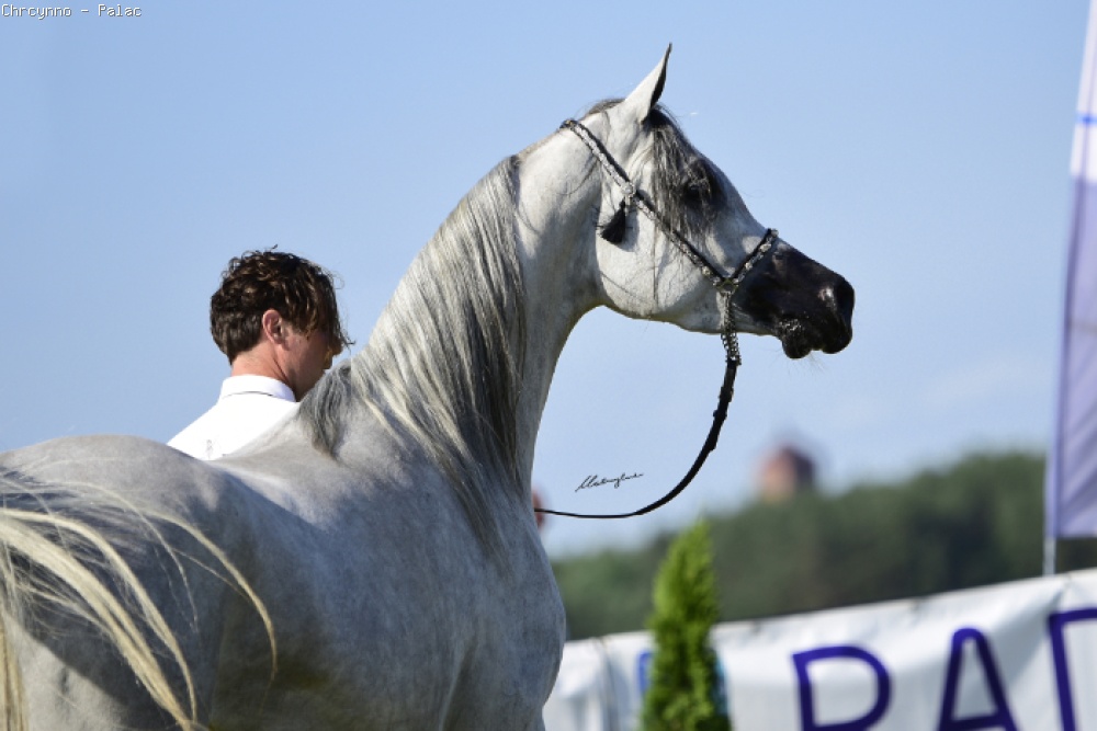 Echo Kasjopeja, 4th All-Polish Arabian Horse Championship Radom 2019, fot.Patrycja Makowska