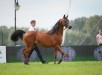 Gaja Eunika, Al Khalediah European Arabian Horse Festival 2017, photo: Ewa Imielska-Hebda