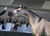  Gaja Re, Al Khalediah European Arabian Horse Festival 2014, photo:  Ewa Imielska-Hebda