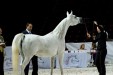 Pallas-Atena, Breeders' Championship Europe Warsaw 2012, fot.: Barbara Zalewska