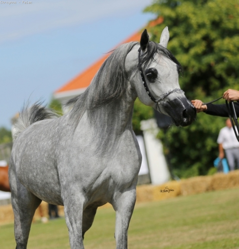 Psyche Aditi, Polska-Arabia B International Show, Buksza Polo Club 2015, fot.: Sylwia Iłenda