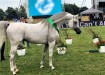 Psyche Keret, Al Khalediah European Arabian Horse Festival 2017. fot.: Rombauer Tamás