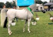 Psyche Keret, Al Khalediah European Arabian Horse Festival 2017. fot.: Rombauer Tamás