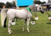 Psyche Keret, Al Khalediah European Arabian Horse Festival 2017. by Rombauer Tamás