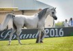 Psyche Keret, Al Khalediah European Arabian Horse Festival 2016, photo:  Ewa Imielska-Hebda