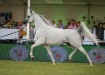 Psyche Keret, Al Khalediah European Arabian Horse Festival 2017, photo: Ewa Imielska-Hebda