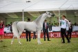 Psyche Keret, Al Khalediah European Arabian Horse Festival 2017, fot.: Ewa Imielska-Hebda