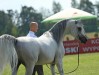 Psyche Keret, Al Khalediah European Arabian Horse Festival 2016, photo: Sylwia Iłenda