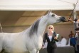 Psyche Victoria, Al Khalediah European Arabian Horse Festival 2014, fot.: Ewa Imielska-Hebda