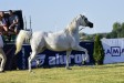 Psyche Victoria, 4th All-Polish Arabian Horse Championship Radom 2019, fot.Patrycja Makowska