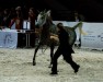 Psyche Westa, Breeders' Championship Europe Warsaw 2012, fot. Barbara Zalewska