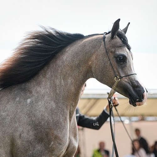 Chaos Uriel, II Nationwide-Polish Championship for Arabian Horses, Radom 2017, photo: Ewa Imielska-Hebda