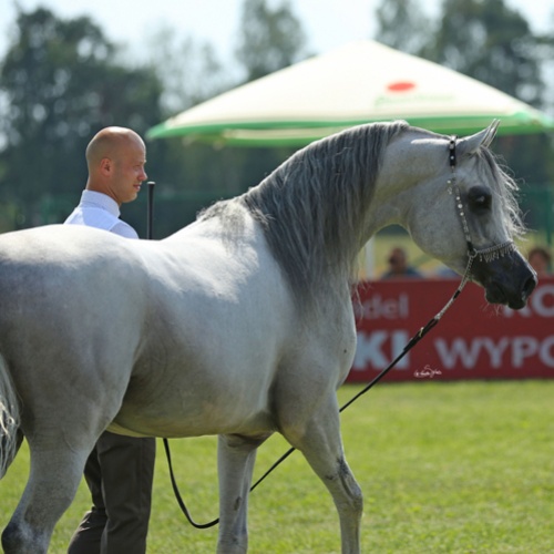 Psyche Keret, Al Khalediah European Arabian Horse Festival 2016, photo: Sylwia Iłenda