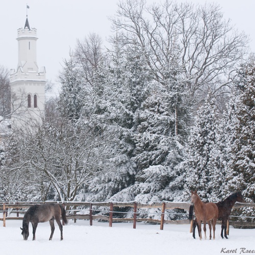 Winter in Chrcynno-Palace Stud/ photo: Karol Rzeczycki